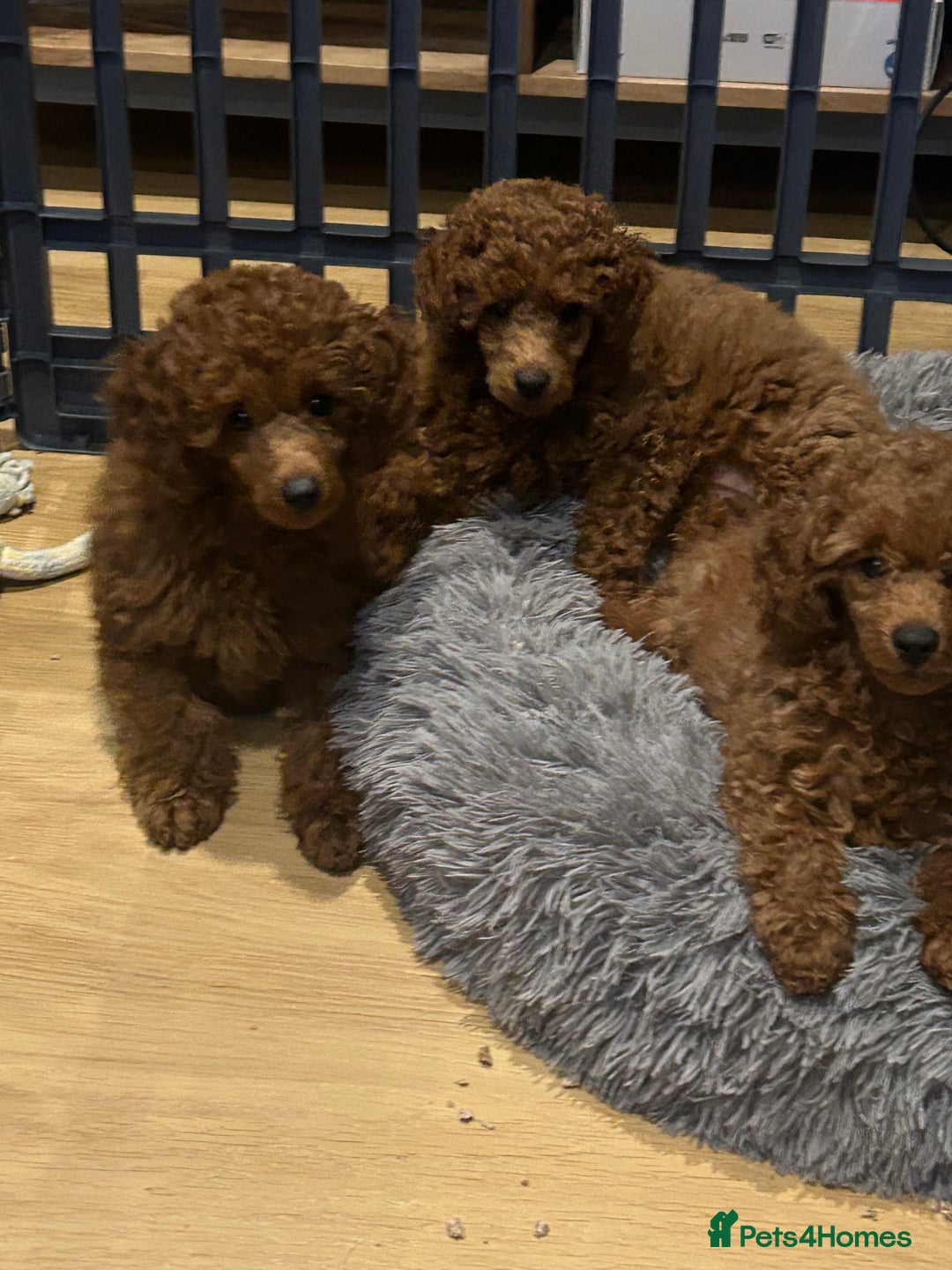 Miniature Poodle dogs for sale: Exceptional miniature poodle  - Advert 5