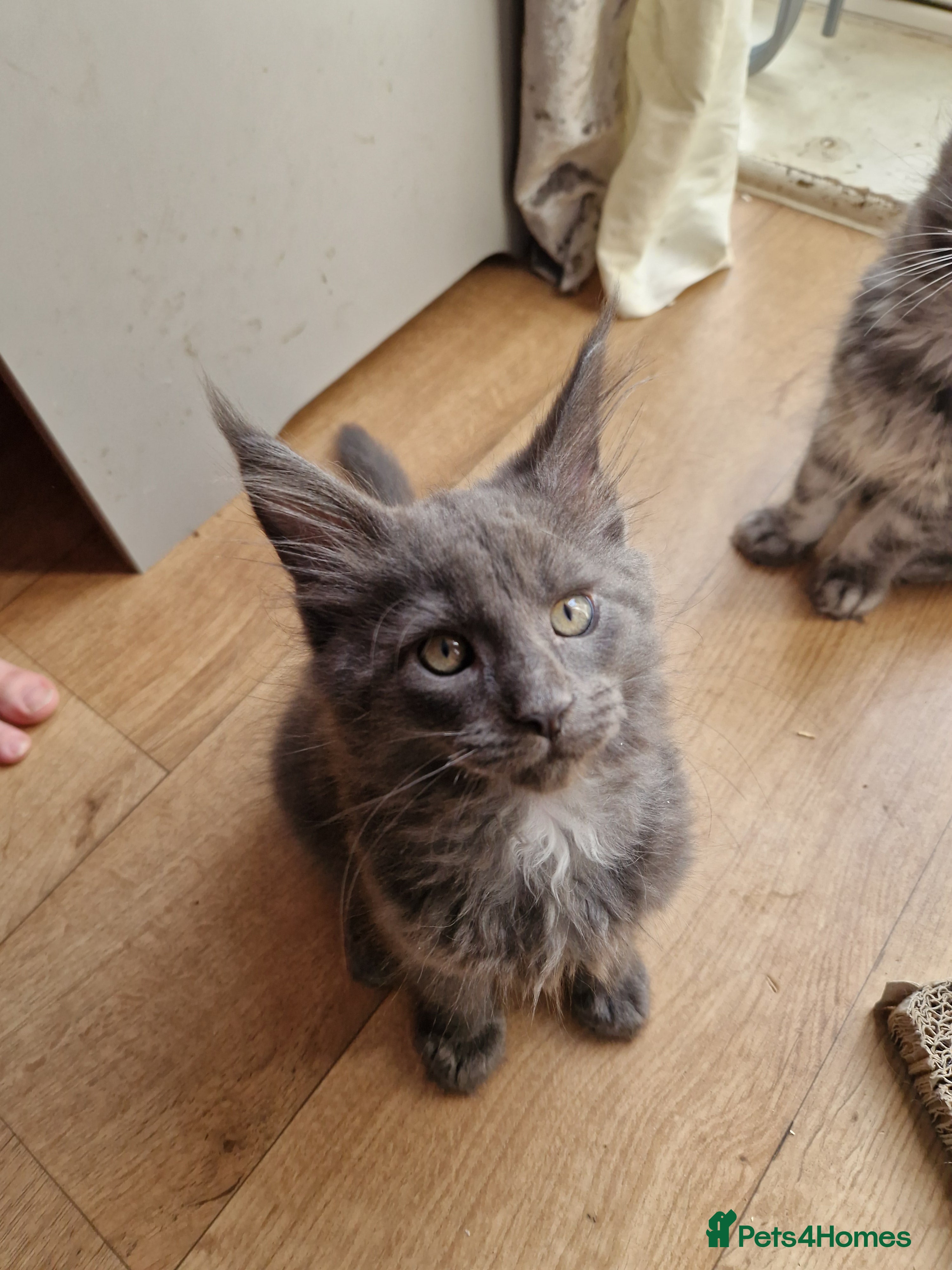 Maine Coon cats Gorgeous Pure tica reg mainecoon kittens  - Advert 2