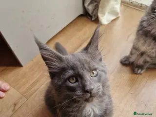 Maine Coon cats Gorgeous Pure tica reg mainecoon kittens - Advert 2