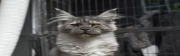 Maine Coon cats for sale: Gorgeous Champion Bloodline Maine Coon Kittens - Advert 7