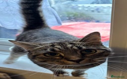 Mixed Breed cats for sale: 2 beautiful girls looking for new home - Image 1