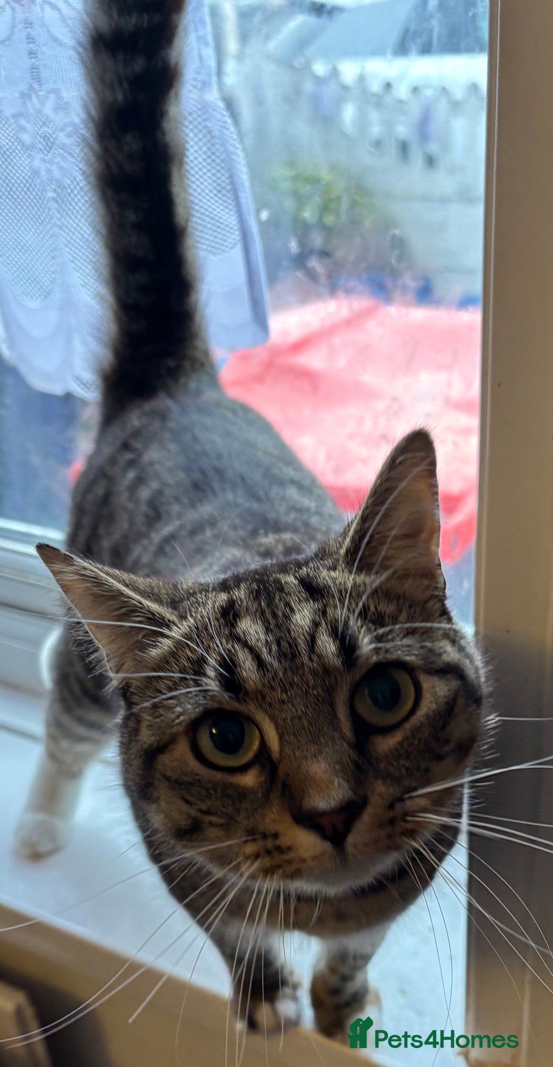 Mixed Breed cats for sale: 2 beautiful girls looking for new home - Image 1