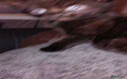 Mixed Breed cats for sale: 3 Kittens for Sale  - Image 5