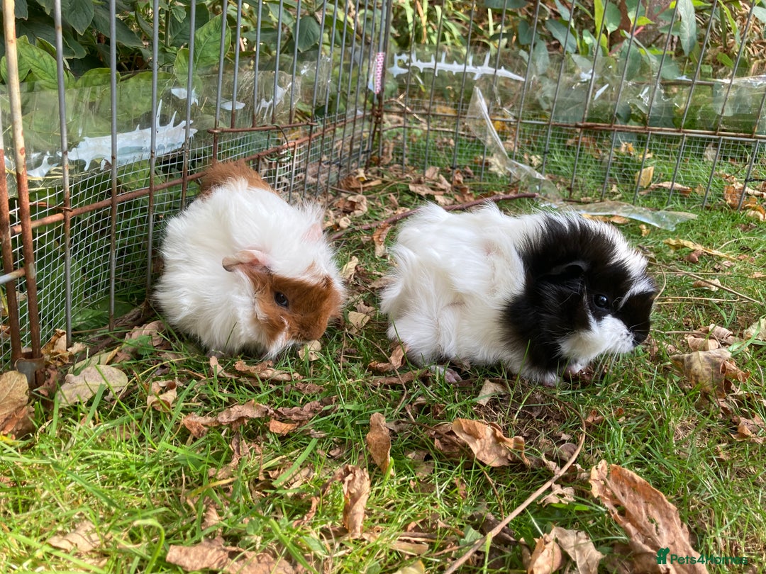 Guinea Pig rodents for sale: 2 male baby guinea pigs flitwick - Image 1