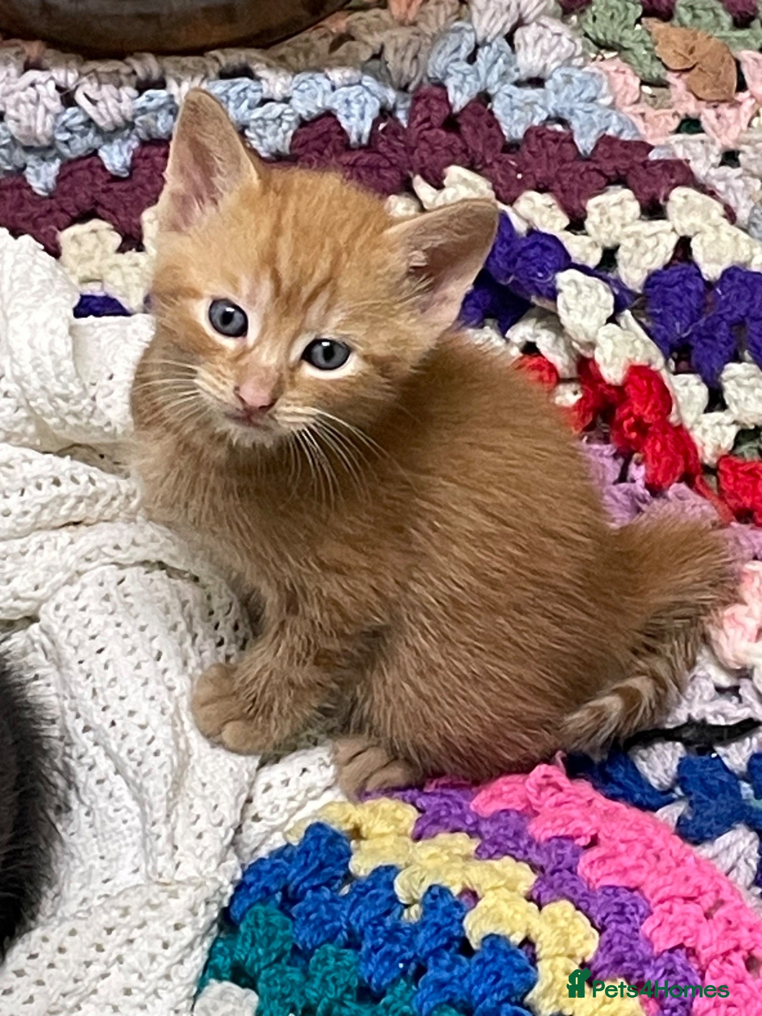 British Shorthair cats Kittens for sale - Advert 12