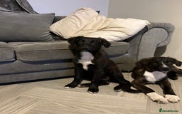 Mixed Breed dogs for sale: Staff cross puppies  - Image 5