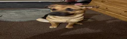 German Shepherd dogs for sale: German shepherd cross both - Advert 2
