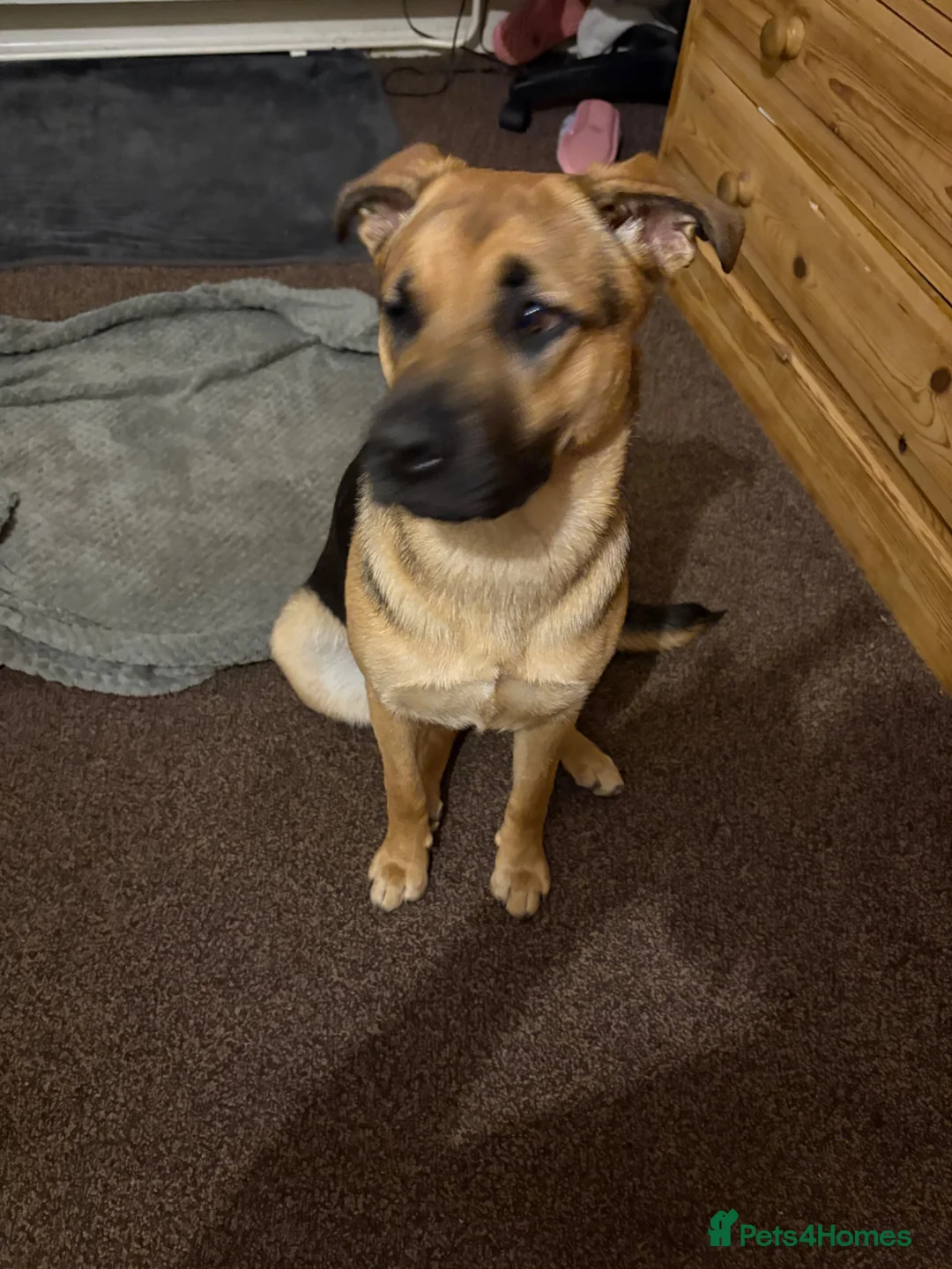 German Shepherd dogs for sale: German shepherd cross both - Advert 2