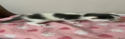 Mixed Breed cats for sale: Gorgeous Kittens  - Advert 10