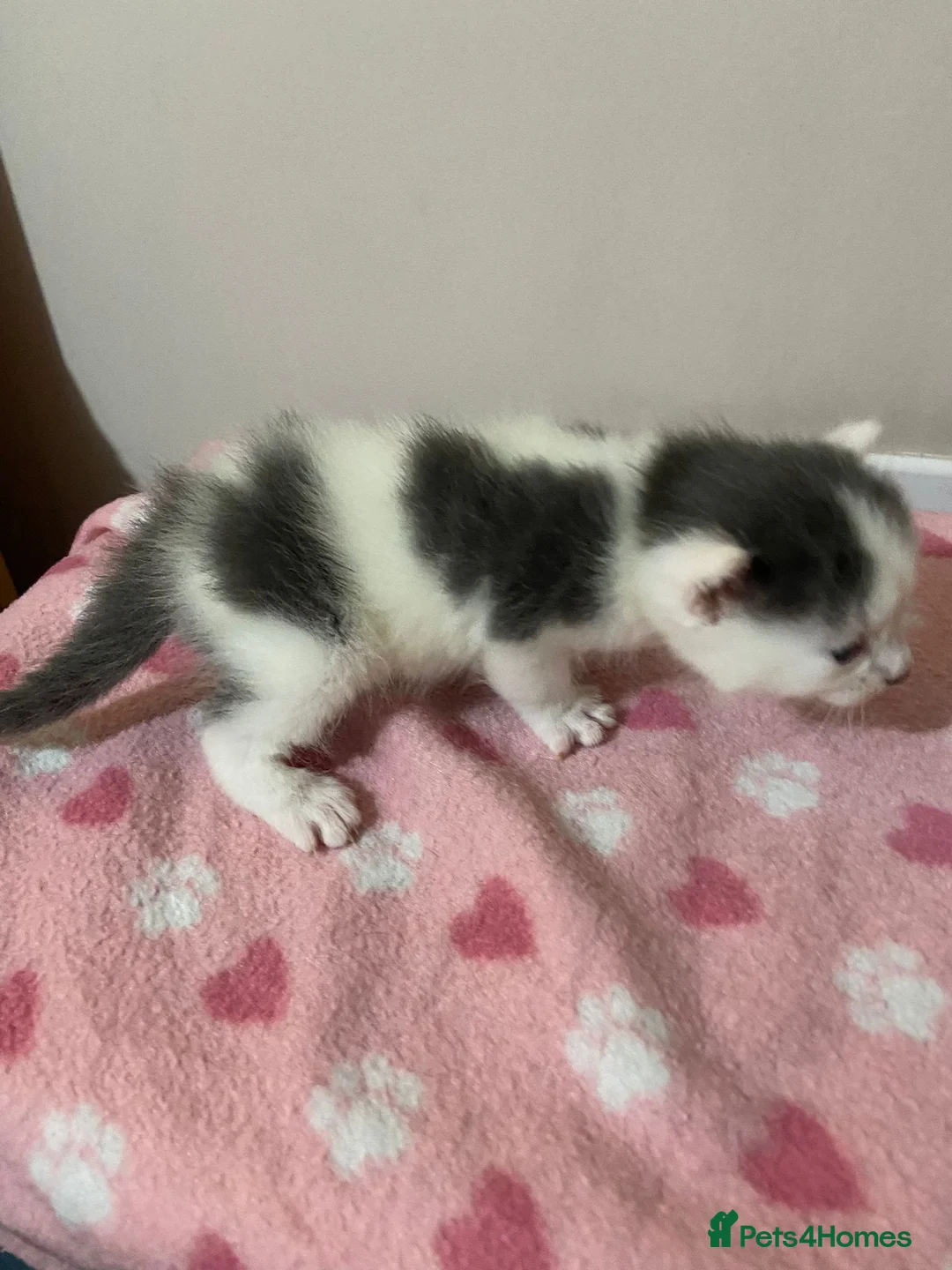 Mixed Breed cats for sale: Gorgeous Kittens  - Advert 10