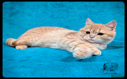Scottish Fold cats for sale: TICA Registered Scottish kittens - Image 33