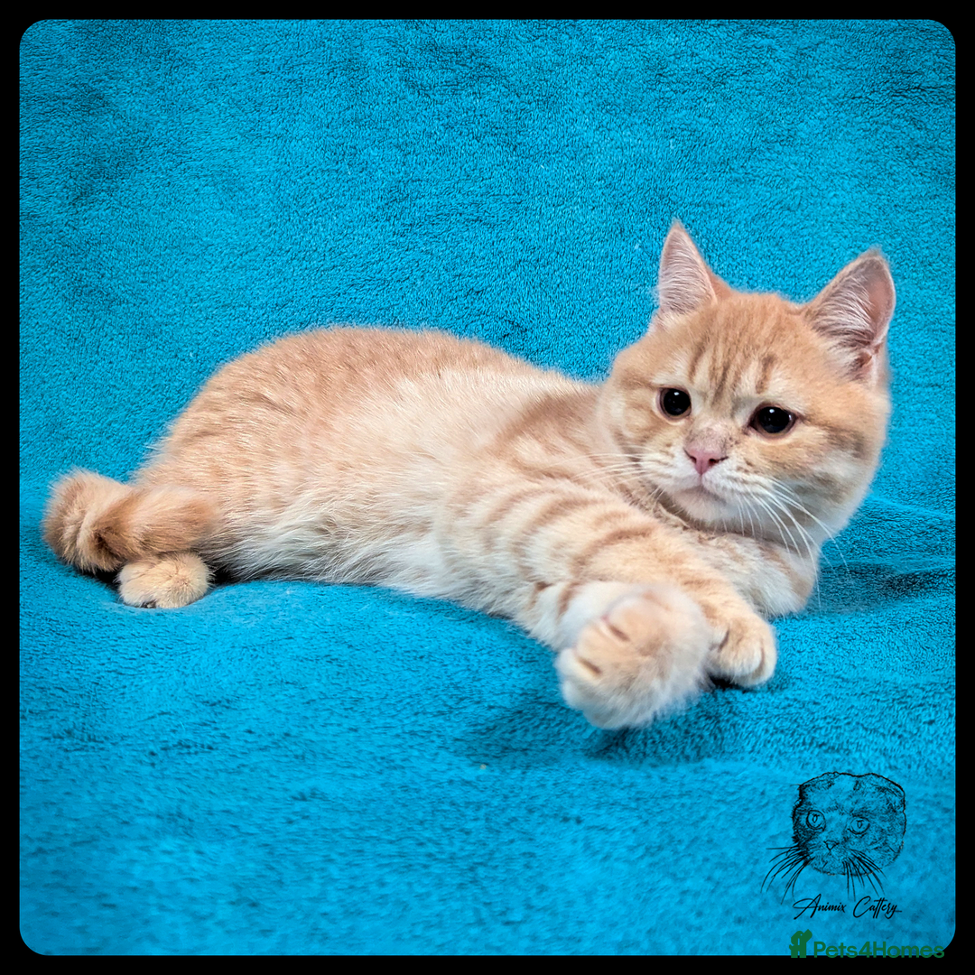 Scottish Fold cats for sale: TICA Registered Scottish kittens - Image 33