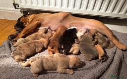 English Bulldog dogs for sale: Stunning litter of coloured Bulldogs home reared - Advert 9