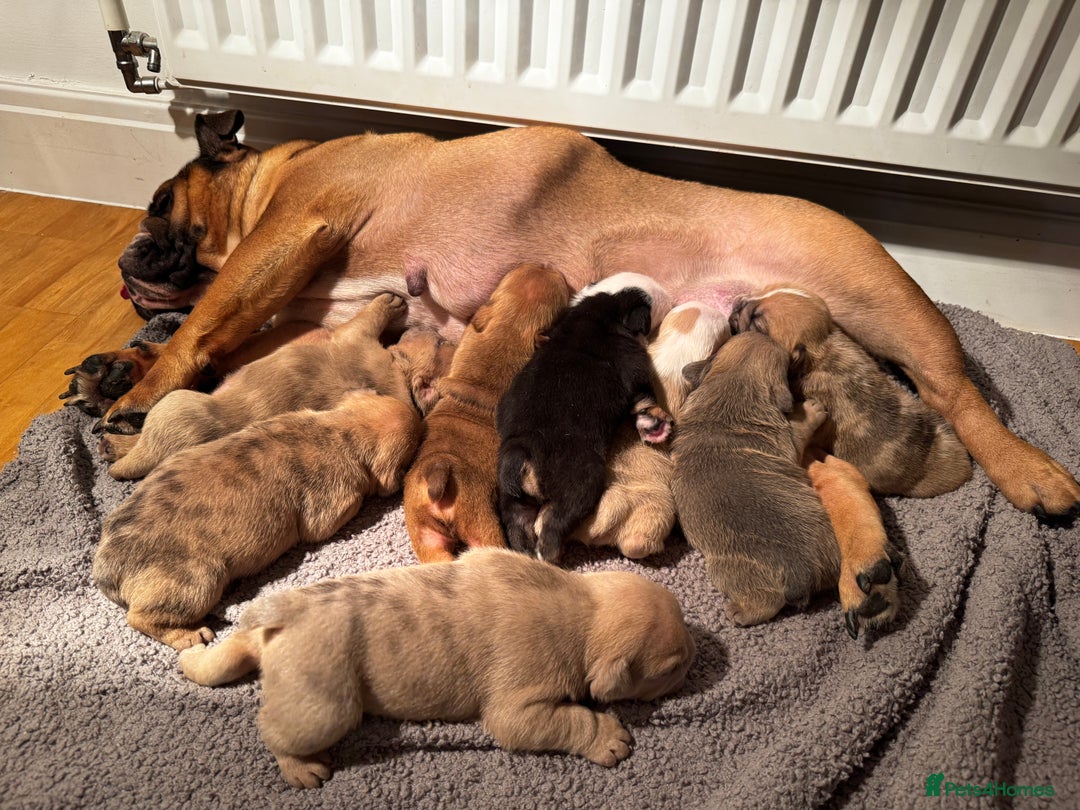 English Bulldog dogs for sale: Stunning litter of coloured Bulldogs home reared - Advert 9
