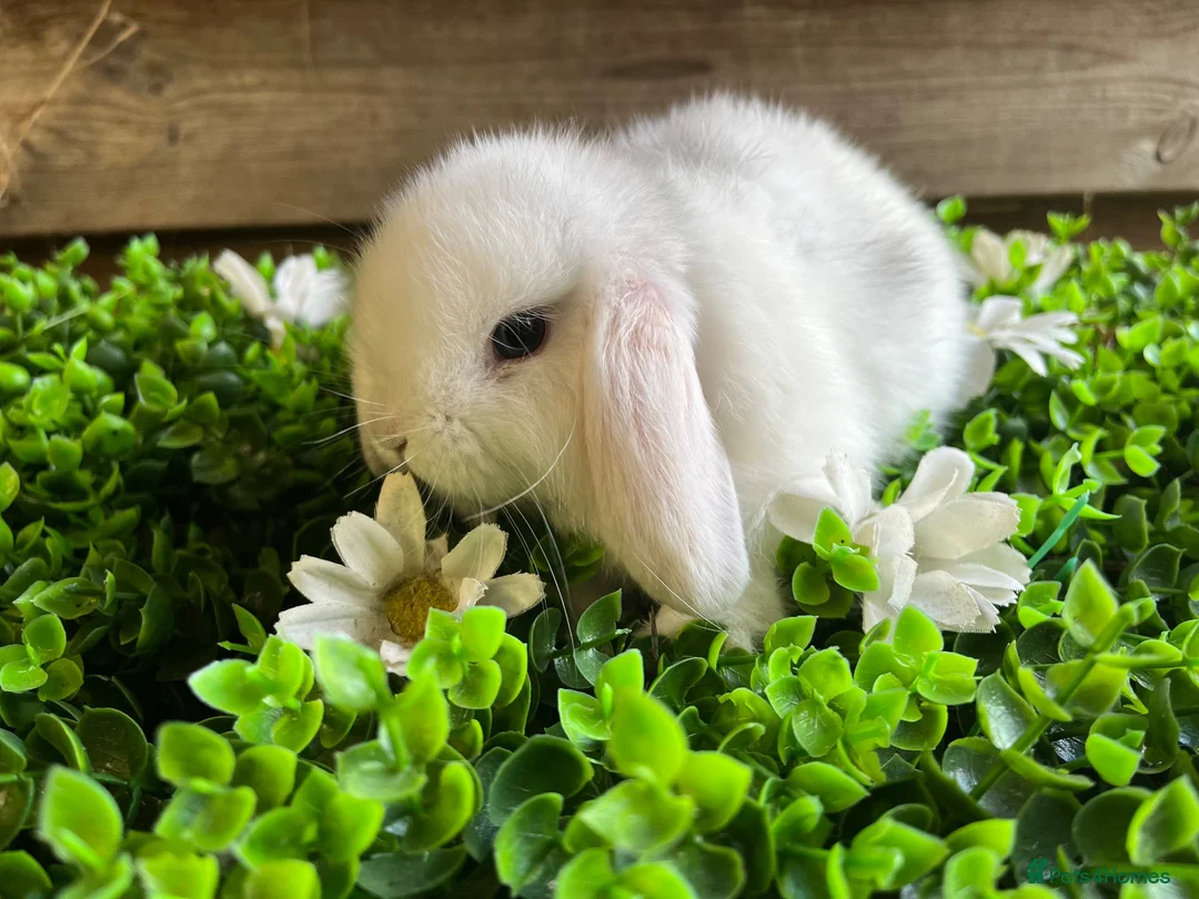 Mini Lop rabbits for sale: Gorgeous pure Mini lops  - Advert 1