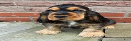Cocker Spaniel dogs for sale: TRUE SHOWTYPE KC REGISTERED HEALTH TESTED - Advert 9