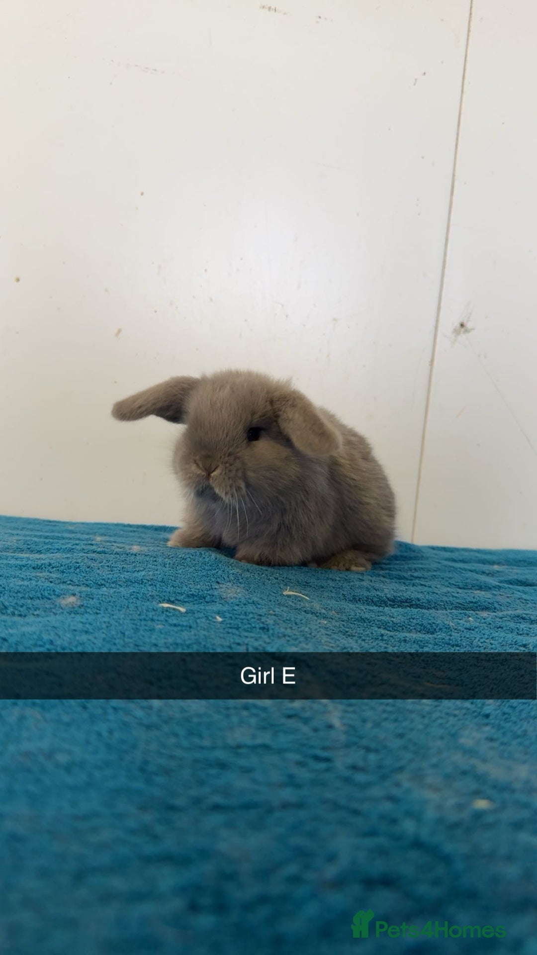 Mini Lop rabbits for sale: Pure mini lops for reserve  - Image 6