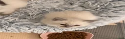 Ragdoll cats for sale: Beautiful ragdoll babies ❤️ - Advert 9