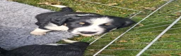 Mixed Breed dogs for sale: Lovely Sprollie Puppies  - Advert 8