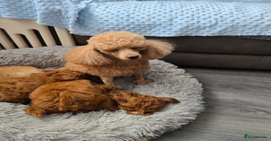 Toy Poodle dogs - Advert 13