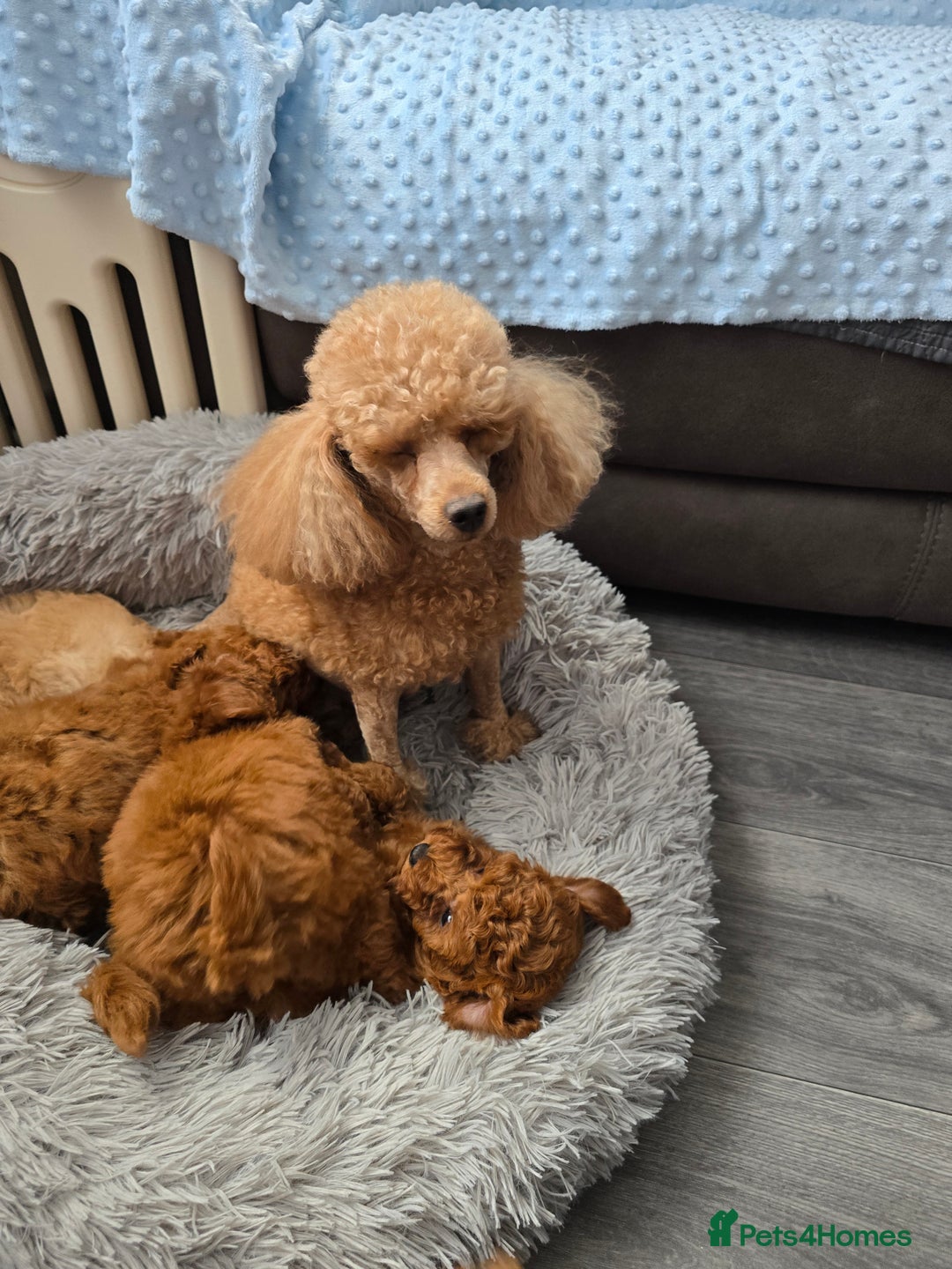 Toy Poodle dogs for sale: Toy poodle  K C Registered  - Image 10