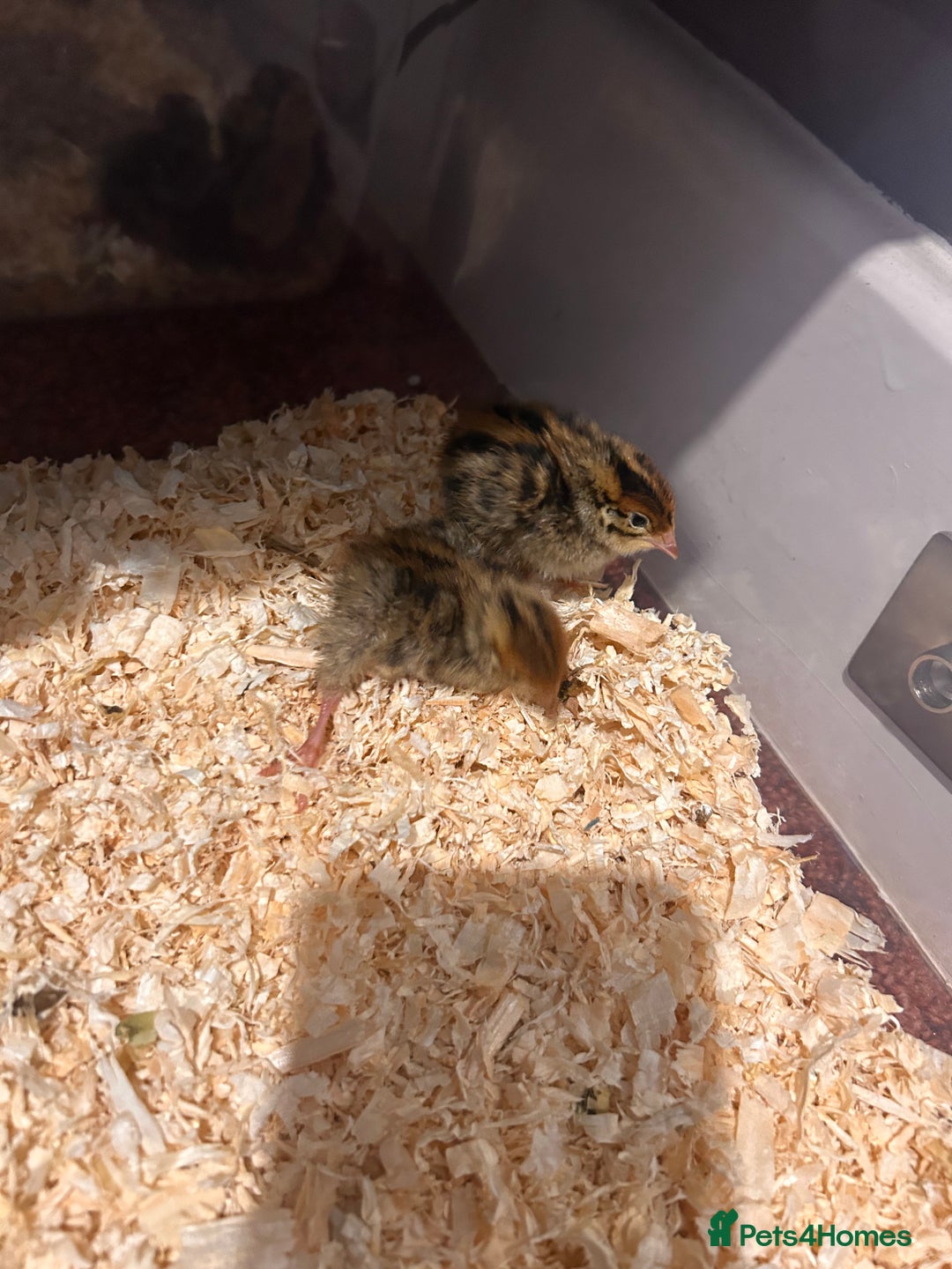 Mixed Breed birds for sale: 5 cute little button quail and 2 amazing Coturnix - Advert 4