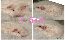 Guinea Pig rodents for sale: Baby Guinea Pig For Sale Lunkarya/Sheltie Mix - Advert 1