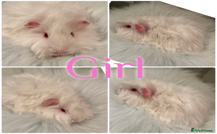 Guinea Pig rodents Baby Guinea Pig For Sale Lunkarya/Shelter Mix - Advert 2