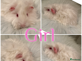 Guinea Pig rodents Baby Guinea Pig For Sale Lunkarya/Shelter Mix - Advert 1