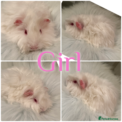 Guinea Pig rodents Baby Guinea Pig For Sale Lunkarya/Shelter Mix - Advert 1