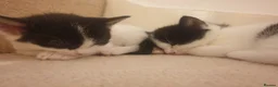 Mixed Breed cats for sale: Sweet Kittens Raised with Love and Children - Advert 10