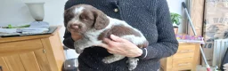 Sprocker dogs for sale: Sprocker Spaniels in Stockport - Advert 3
