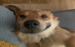 Mixed Breed dogs for adoption: 🐶💙 RYZHIK 💙🐶 - Image 13