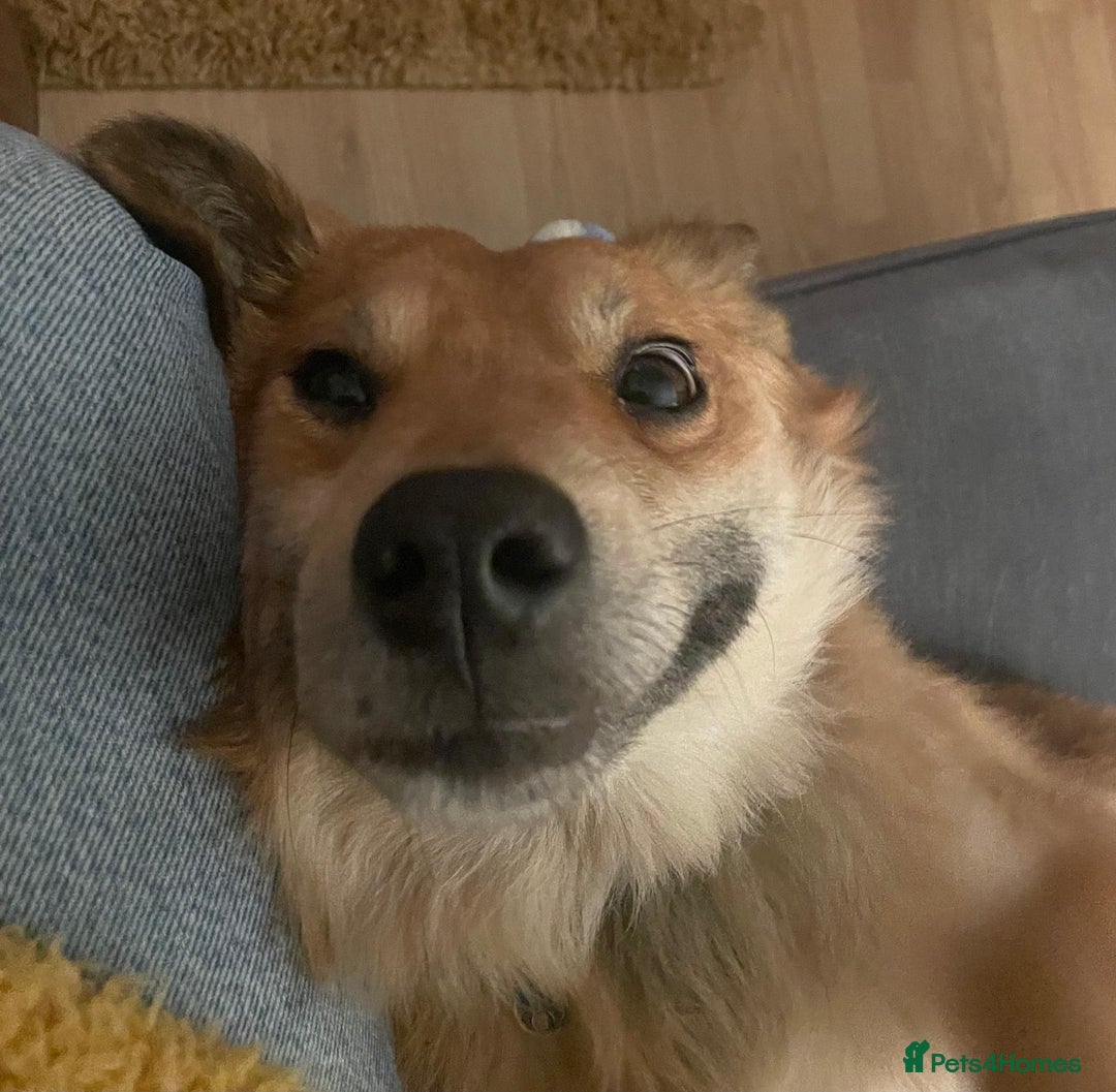 Mixed Breed dogs for adoption: 🐶💙 RYZHIK 💙🐶 - Image 13