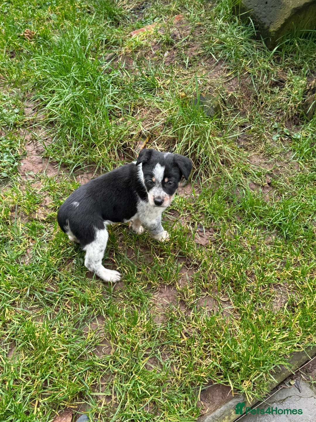 Border Collie dogs for sale: Border collie pups ready from 20th February  - Advert 9