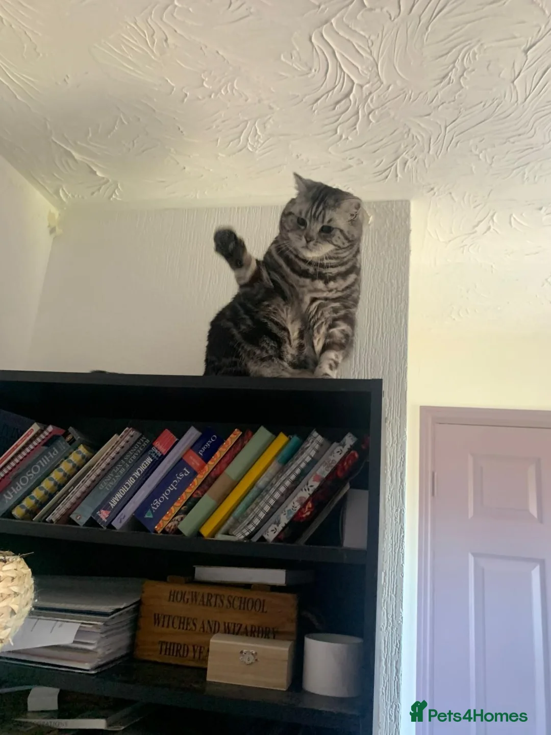 British Shorthair cats for sale: Experienced owner sought for rehoming in Rugby - Advert 5
