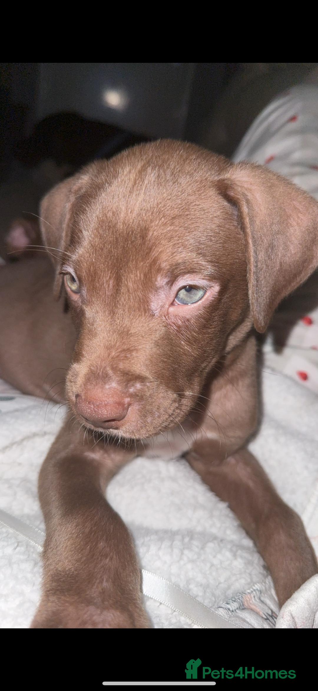 Mixed Breed dogs for sale: Labrador cross  - Image 2