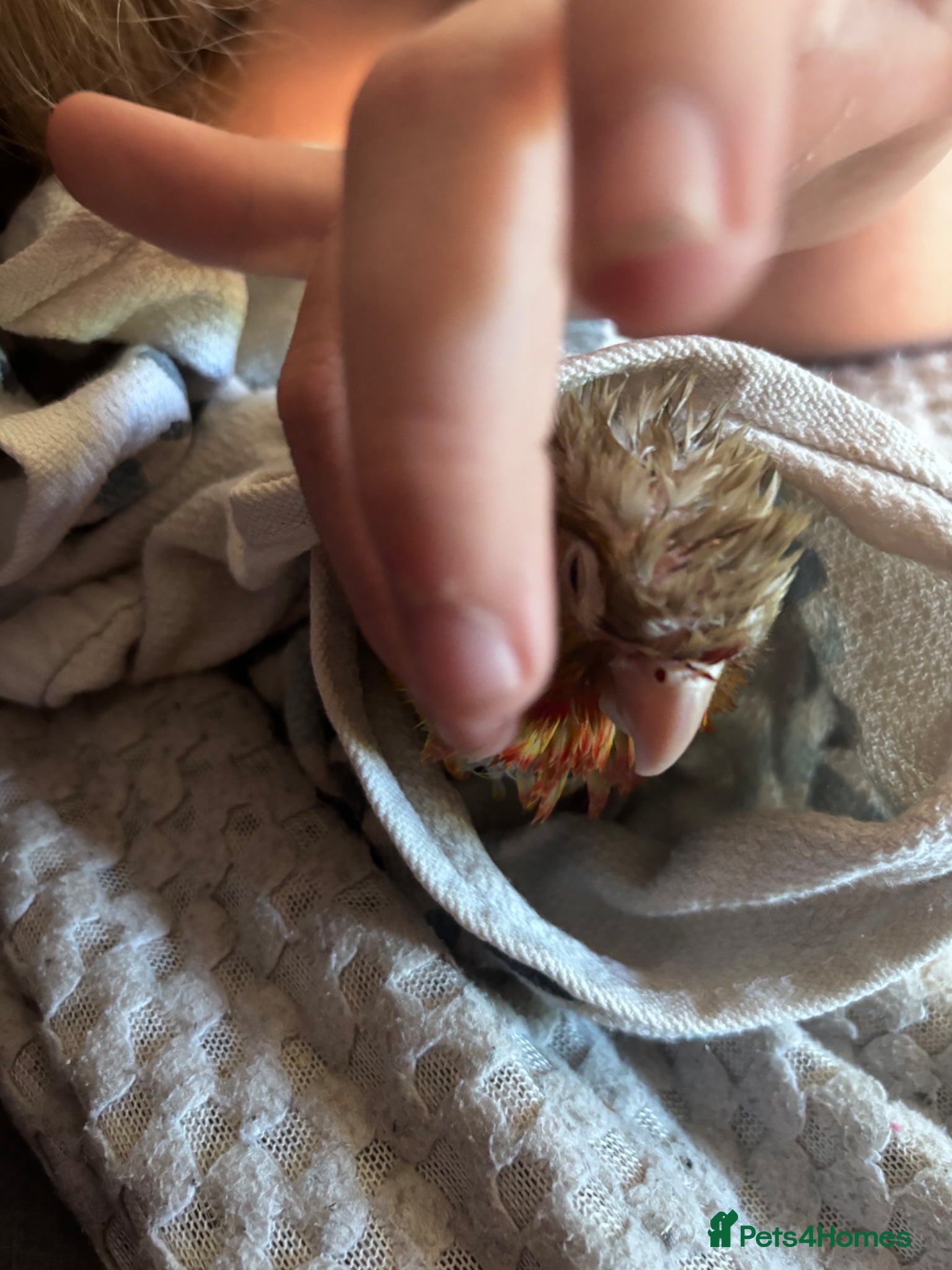 Conures birds Pineapple conure parrot hand reared - Advert 1