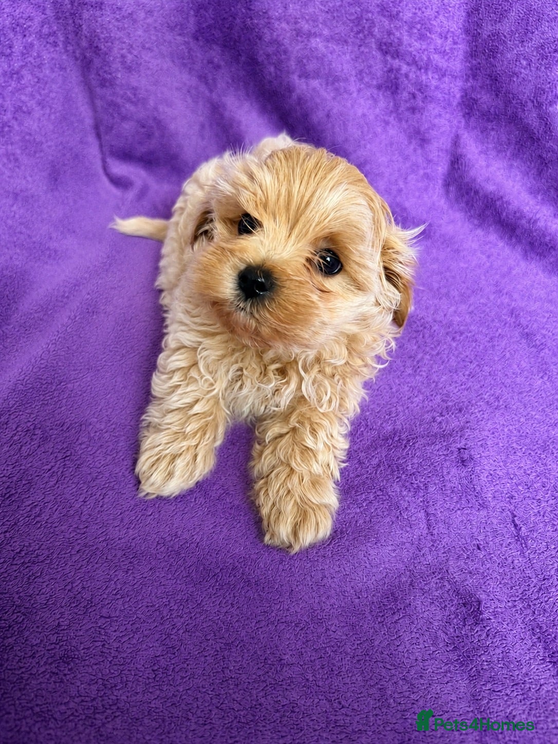 Maltipoo dogs Beautiful Maltipoo Puppies - Advert 6