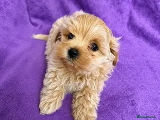 Maltipoo dogs Beautiful Maltipoo Puppies - Advert 6