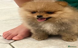 Pomeranian dogs for sale: Pomeranian show quality boy - Image 8