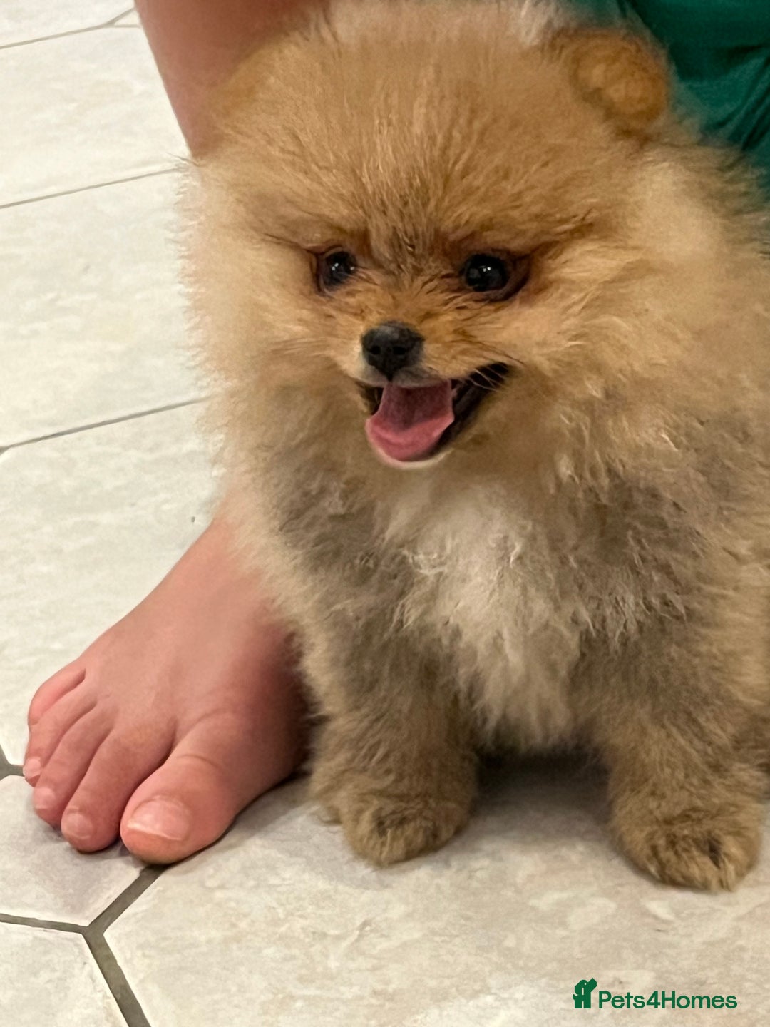 Pomeranian dogs for sale: Pomeranian show quality boy - Image 8