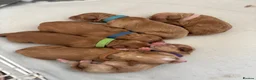 Cockapoo dogs for sale: F2 cockapoos  in Tonypandy - Advert 6