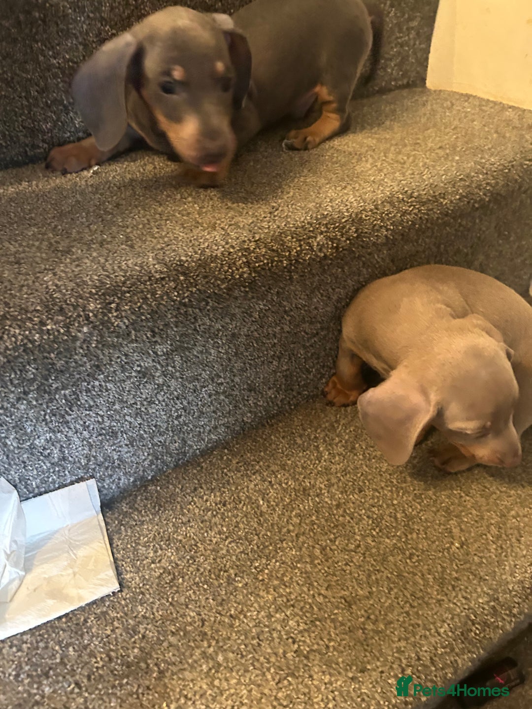 Miniature Dachshund dogs for sale:  Beautiful cute Miniatures dachshund  in Liverpool - Image 21