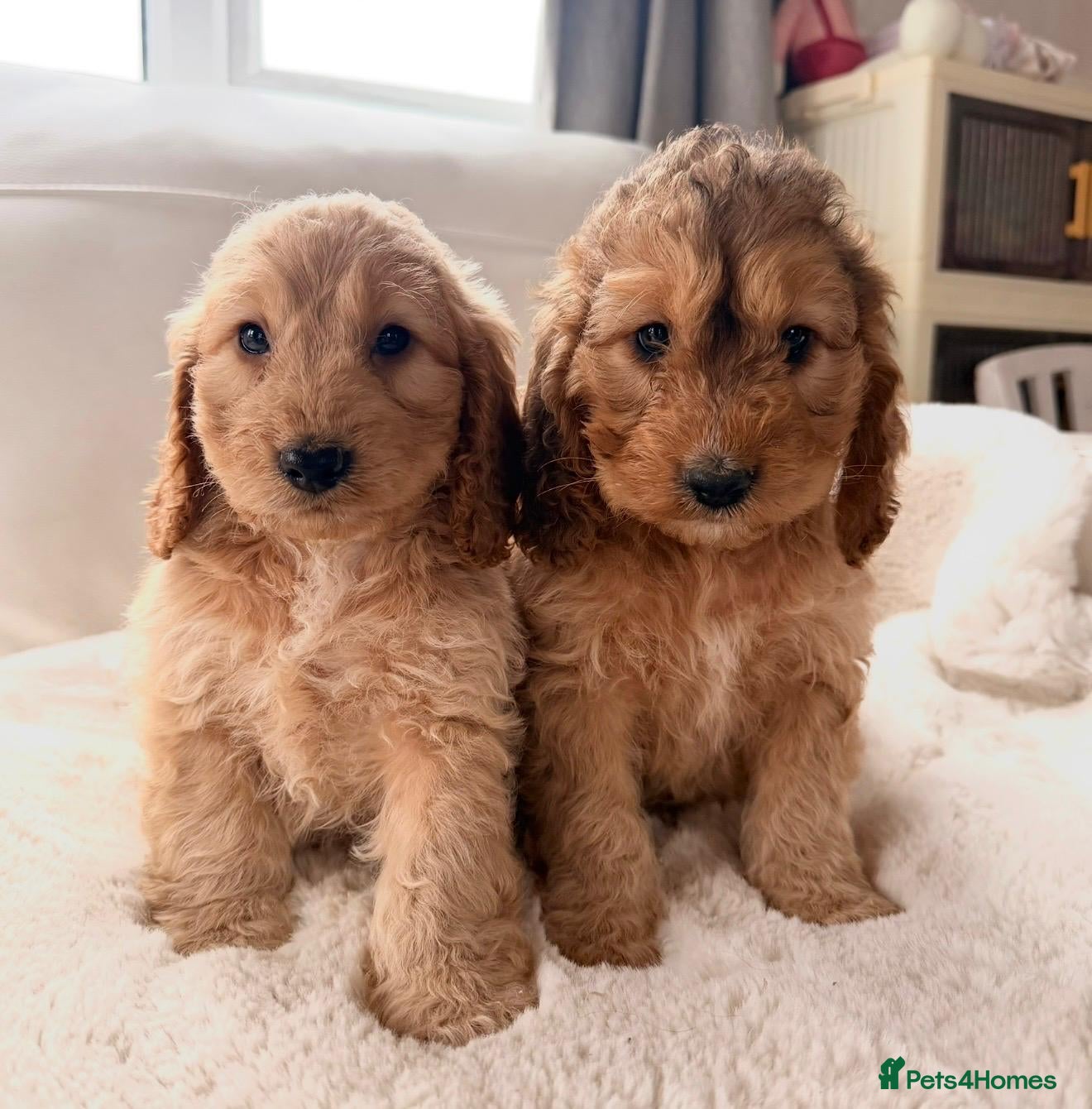 Cockapoo dogs Gorgeous Golden Cockapoo puppies - Advert 1