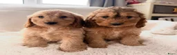Cockapoo dogs for sale: Gorgeous Golden Cockapoo puppies - Advert 1