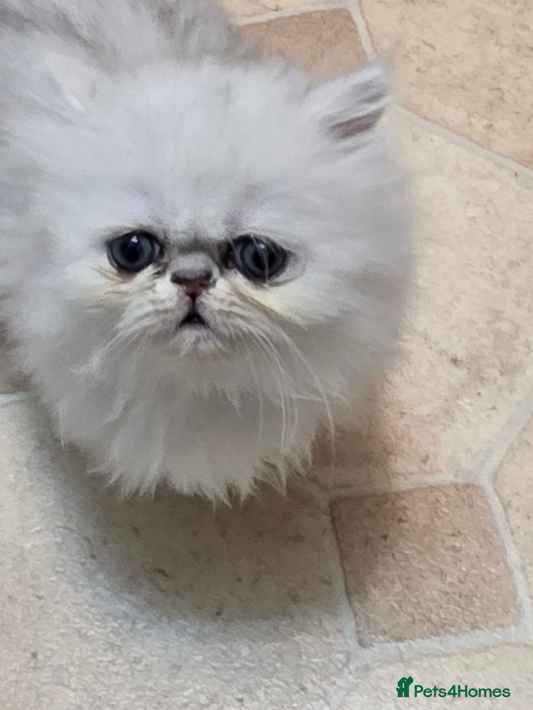 Persian cats for sale: Pedigree Chinchilla Persian kittens  - Advert 6