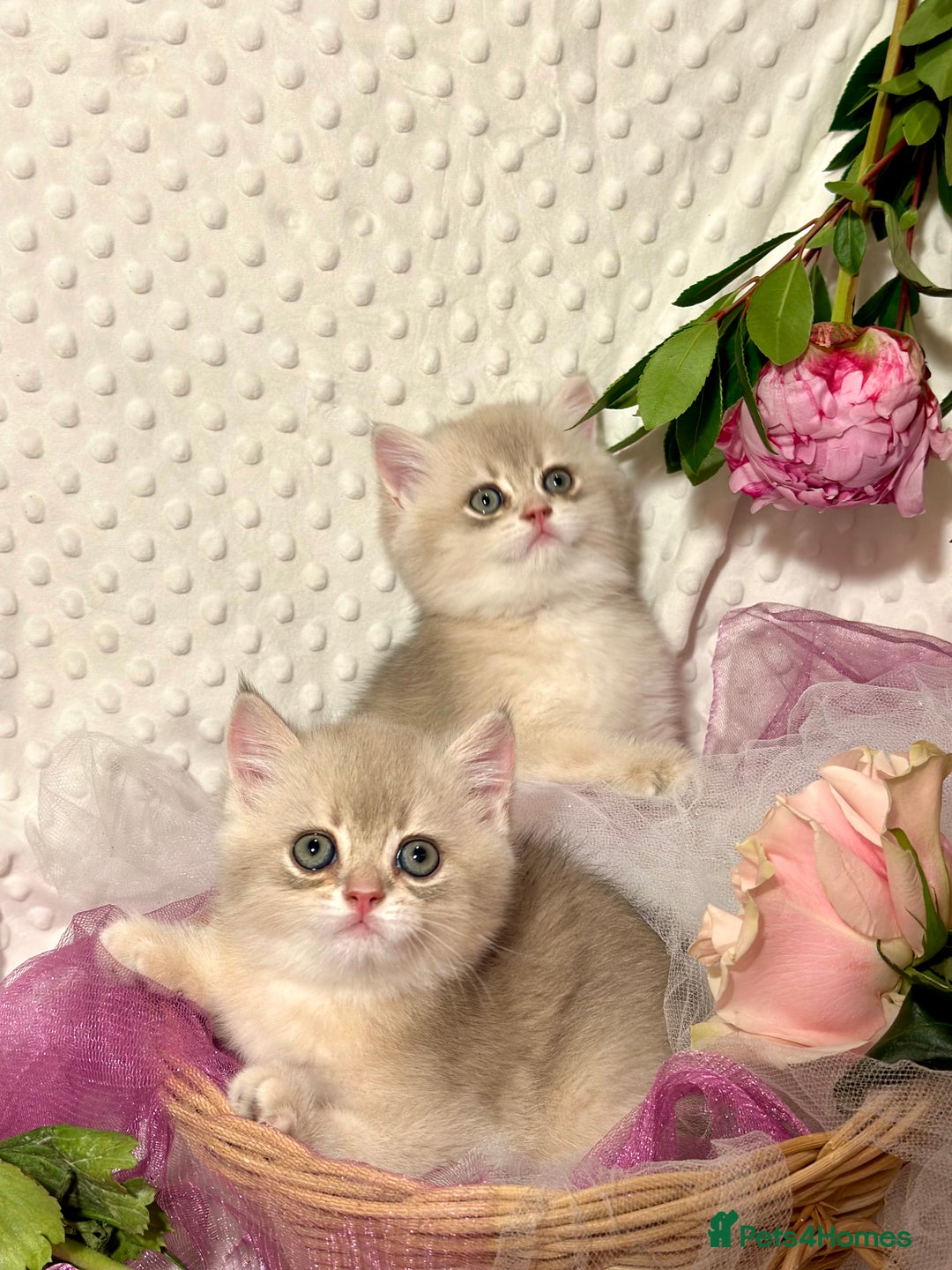 British Shorthair cats for sale: Two Blue Gold Boys  - Advert 3