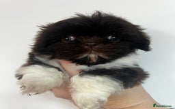 Shih Tzu dogs for sale: Chocolate and cream pedigree shitzu puppy’s - Image 1