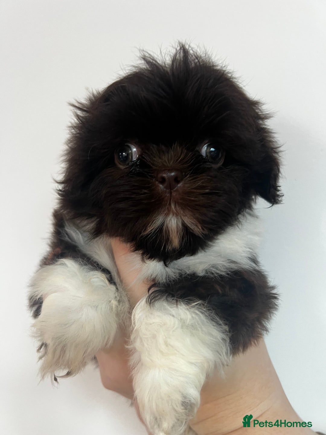 Shih Tzu dogs for sale: Chocolate and cream pedigree shitzu puppy’s - Image 1